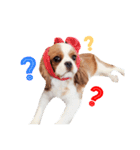 the cavalier story（個別スタンプ：5）