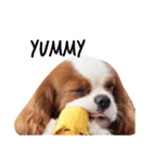 the cavalier story（個別スタンプ：9）