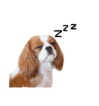 the cavalier story（個別スタンプ：10）