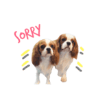 the cavalier story（個別スタンプ：12）