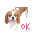 the cavalier story（個別スタンプ：14）