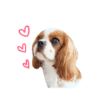 the cavalier story（個別スタンプ：15）