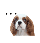 the cavalier story（個別スタンプ：16）