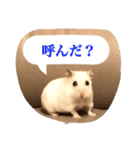 ポメさんとハムさん（個別スタンプ：6）