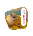 ポメさんとハムさん（個別スタンプ：13）