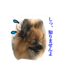 ポメさんとハムさん（個別スタンプ：16）