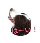 うちのスプリンガースパニエル（個別スタンプ：2）