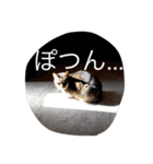 キジトラ（個別スタンプ：2）