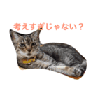 キジトラ（個別スタンプ：4）
