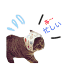 キジトラ（個別スタンプ：6）