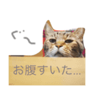 キジトラ（個別スタンプ：7）