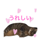 キジトラ（個別スタンプ：10）