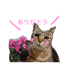 キジトラ（個別スタンプ：11）