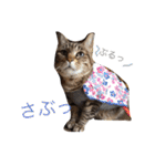 キジトラ（個別スタンプ：13）