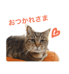 キジトラ（個別スタンプ：18）