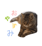 キジトラ（個別スタンプ：22）