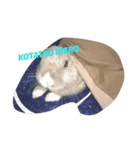 Tato Rabbit（個別スタンプ：2）