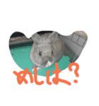 Tato Rabbit（個別スタンプ：8）