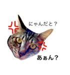 愛猫のむぎちゃんです‹‹(´ω` )››（個別スタンプ：3）