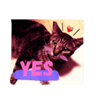 愛猫のむぎちゃんです‹‹(´ω` )››（個別スタンプ：8）