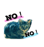 愛猫のむぎちゃんです‹‹(´ω` )››（個別スタンプ：9）