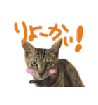 愛猫のむぎちゃんです‹‹(´ω` )››（個別スタンプ：11）