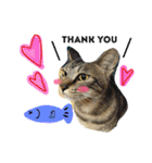 愛猫のむぎちゃんです‹‹(´ω` )››（個別スタンプ：18）