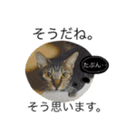 愛猫のむぎちゃんです‹‹(´ω` )››（個別スタンプ：20）