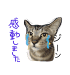 愛猫のむぎちゃんです‹‹(´ω` )››（個別スタンプ：21）