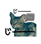 愛猫のむぎちゃんです‹‹(´ω` )››（個別スタンプ：22）