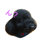 犬こてつ4（個別スタンプ：1）