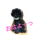 犬こてつ4（個別スタンプ：2）