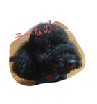 犬こてつ4（個別スタンプ：6）