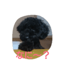 犬こてつ4（個別スタンプ：10）