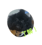 犬こてつ4（個別スタンプ：11）