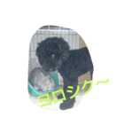 犬こてつ4（個別スタンプ：17）