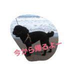犬こてつ4（個別スタンプ：20）
