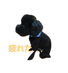 犬こてつ4（個別スタンプ：22）
