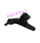 犬こてつ4（個別スタンプ：24）
