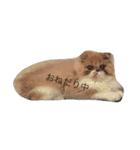 ばたーかっぷ第二弾（個別スタンプ：9）