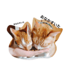 ちびたとウニ（個別スタンプ：4）
