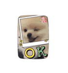 ポメラニアンきなこの日常 1（個別スタンプ：5）