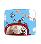 ポメラニアンきなこの日常 1（個別スタンプ：11）