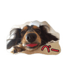 愛犬ショコラ（個別スタンプ：1）