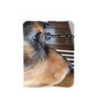 愛犬ショコラ（個別スタンプ：2）