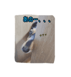 愛犬ショコラ（個別スタンプ：3）