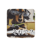 愛犬ショコラ（個別スタンプ：4）