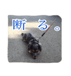 愛犬ショコラ（個別スタンプ：5）