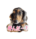 愛犬ショコラ（個別スタンプ：6）