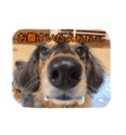 愛犬ショコラ（個別スタンプ：7）